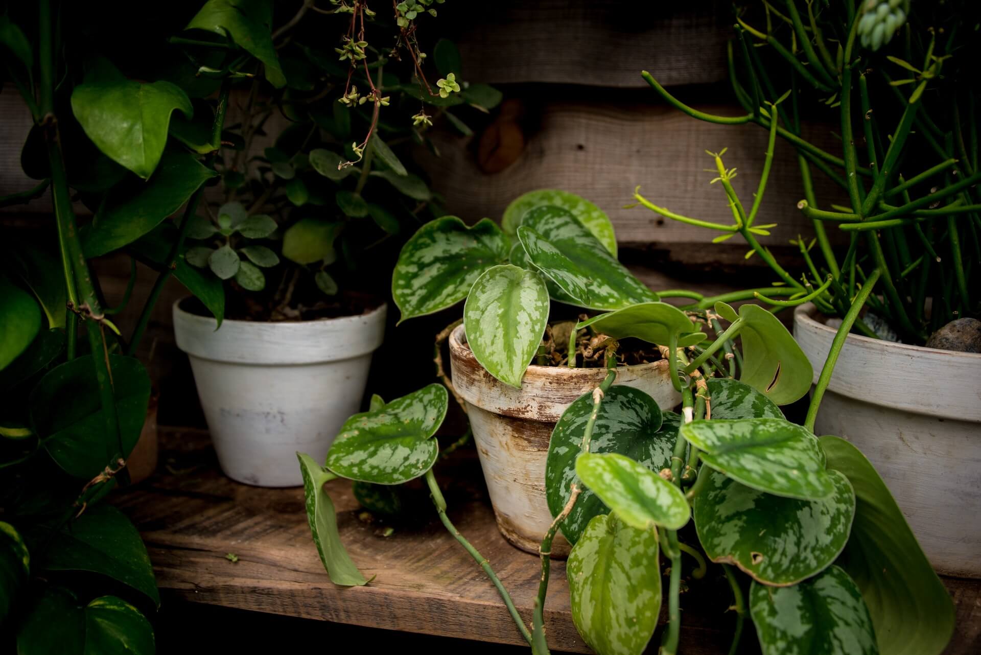 The Best Houseplants for Smaller Spaces